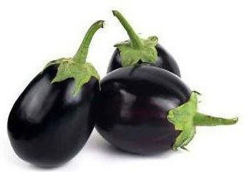 MKR Enterprises Bengan Seed  (500 per packet)