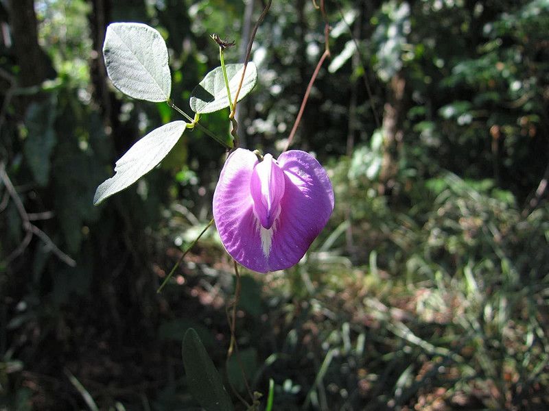 VibeX ® VXI-707 Centro Butterfly Pea Seed  (50 per packet)