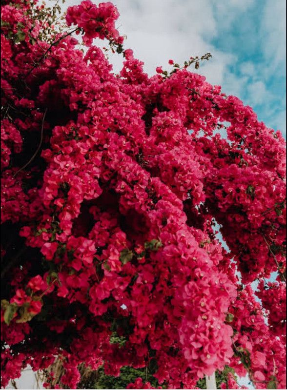 Platone Bougainvillea Plant  (Hybrid, Pack of 1)