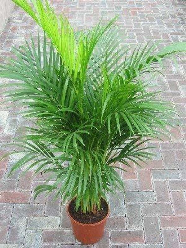 NATURE WISE YOU Areca Palm  (Pack of 1)