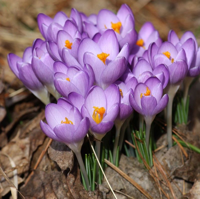 FERNSFLY® FERNSFLY® Winter Bulbs IMP. Crocus | Saffron a Grade Hybrid Quality Pot & Land Growing Bulbs (Pack of 1 Tommasinianus Crocus) Seed  (1 per packet)