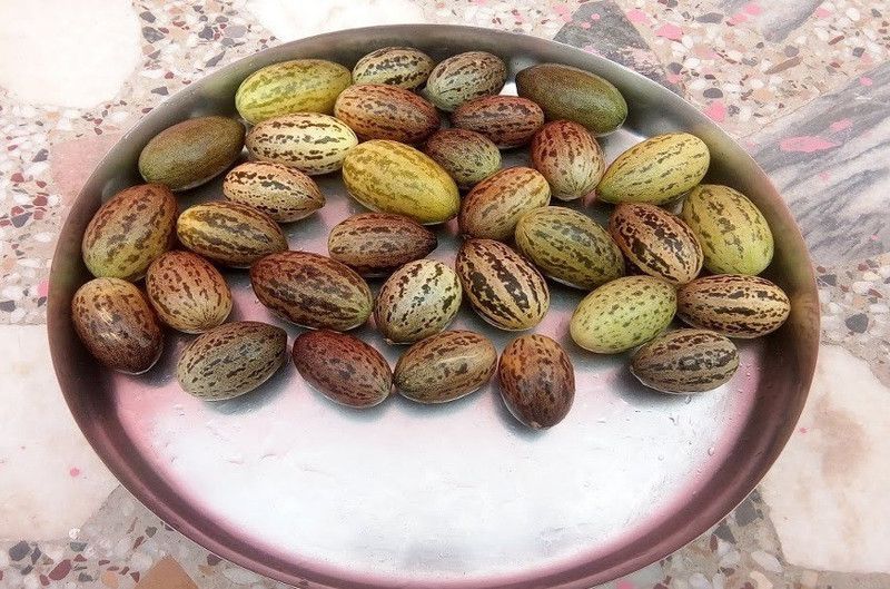 UGRA Kachari Vegetable Seeds Seed  (100 per packet)