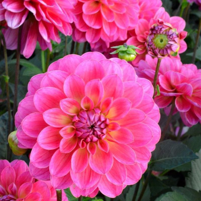 FERNSFLY® IMP. Dahlia | Dhalia | Dahalia Perennial Flower Bulbs Excellent Quality Attractive Aromatic Flower Home Outdoor Gardening Flowering Bulbs (Pack of 8 The El Santo Dahlia) Seed  (8 per packet)