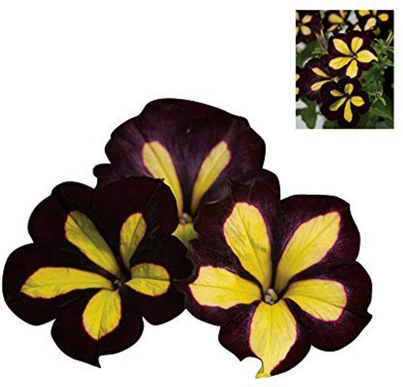 CYBEXIS F1 Hybrid Rare Star Petunia Flower Seeds - Black and Yellow Seed  (1 g)