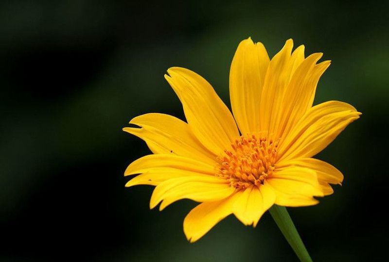 madrid Yellow Tithonia rotundifolia 'Torch' Seed  (30 per packet)
