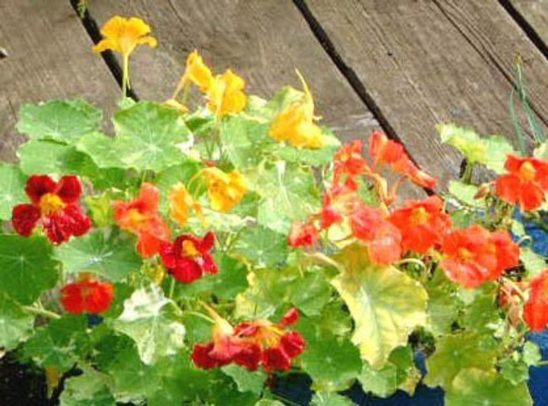 CYBEXIS Nastratium Trailing Flower Seed  (50 per packet)