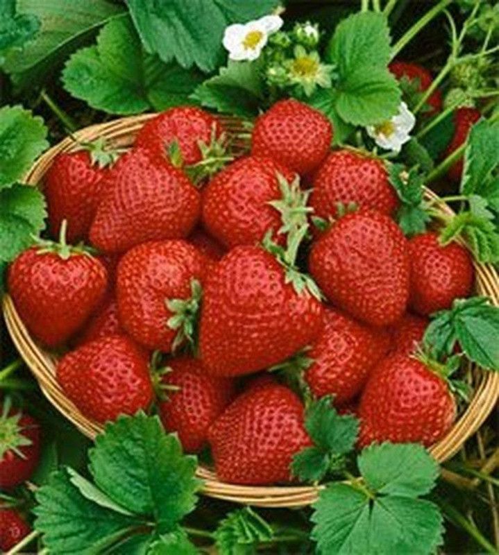 WILLVINE Very Sweet Strawberry Seeds Plants Seed  (100 per packet)