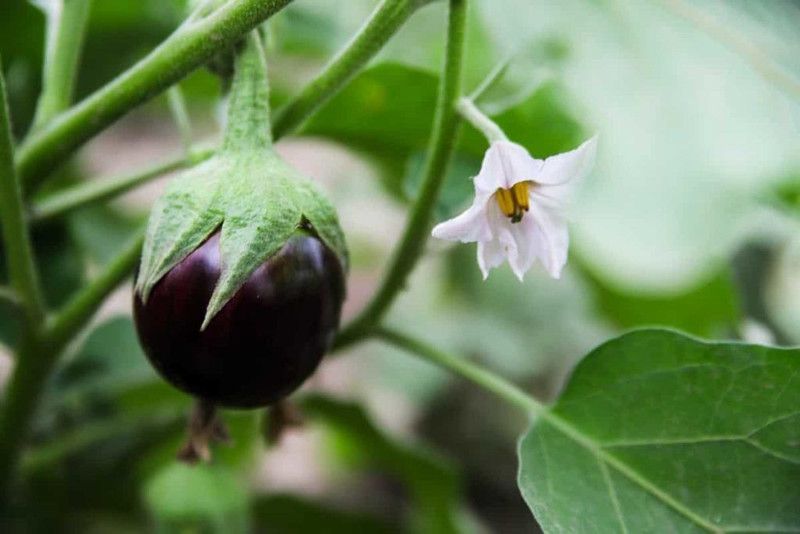 Nodoc Brinjal vegetable Seed  (47 per packet)