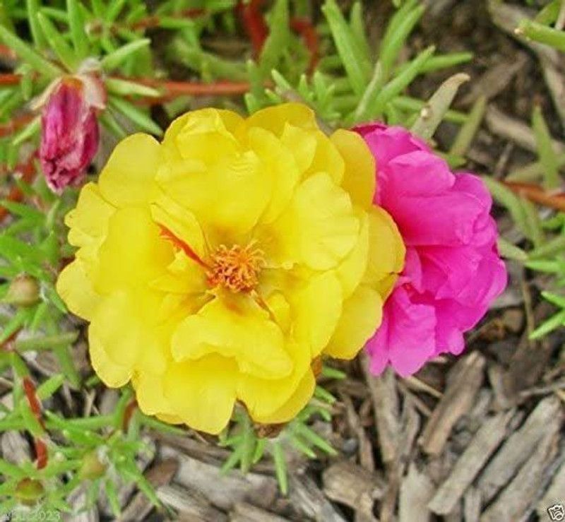 CYBEXIS Yellow Portulaca seeds Great in Container,tolerate heat and drough Seed  (1 g)