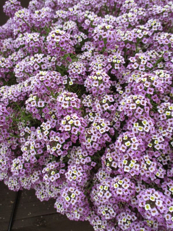 Mozette Exotic sweet allysum Seed  (40 per packet)