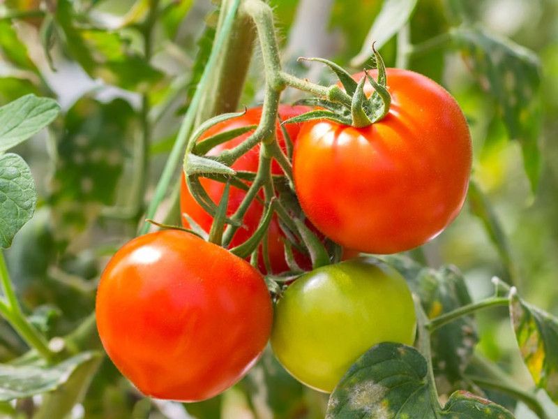 Xesas Tomato Seed  (30 per packet)