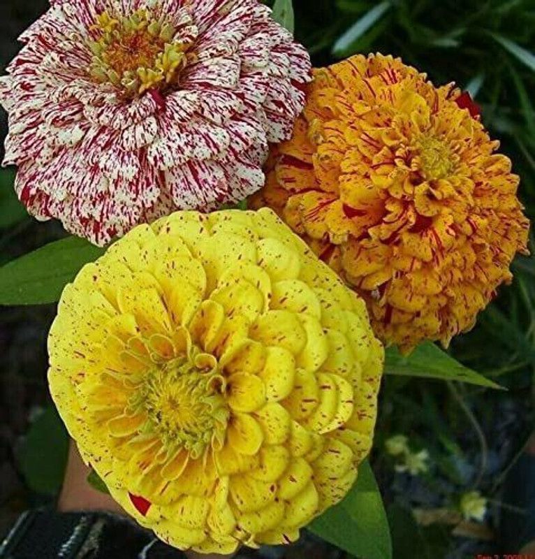 CYBEXIS Imported Peppermint Stick Mix Zinnia Flower Seeds Seed  (25 per packet)
