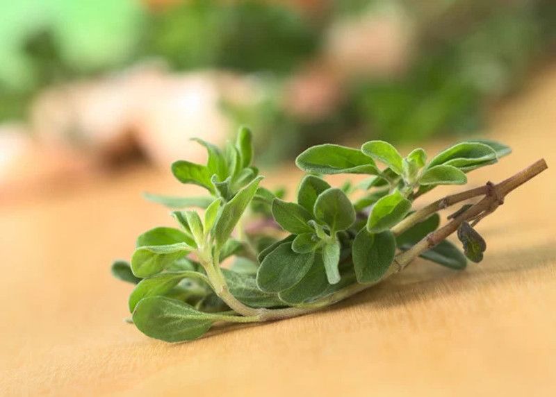 Mozette Organic marjoram herb Seed  (38 per packet)