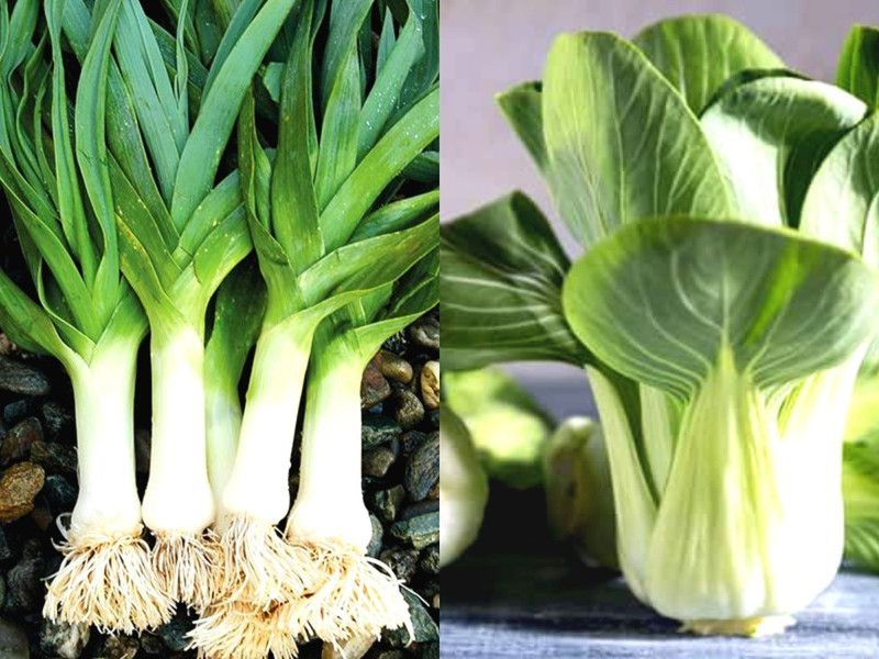 Gromax India Healthy Vegetable Seed Leek & Pakchoi Combo Pack, For Kitchen Gardening Each Seed  (40 per packet)