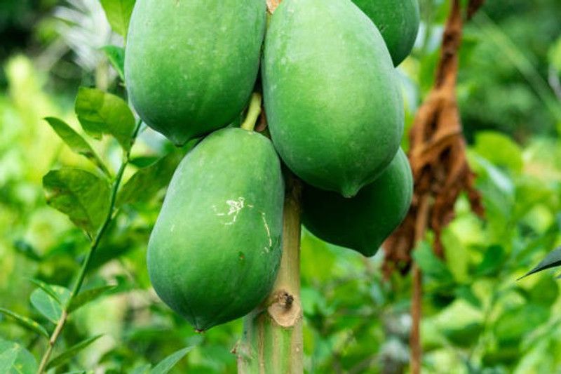 Splorias Red lady papaya taiwan Seed  (25 per packet)
