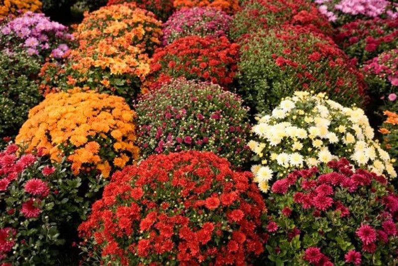 KANAYA Chrysanthemum Seed  (60 per packet)