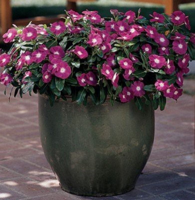 CYBEXIS Catharanthus Roseus Vinca Plant Seeds Seed  (1 g)