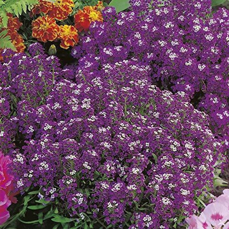 CYBEXIS Gardens Rare Alyssum Flower" Violet Queen" Ornamental Flower Seeds Seed  (50 per packet)