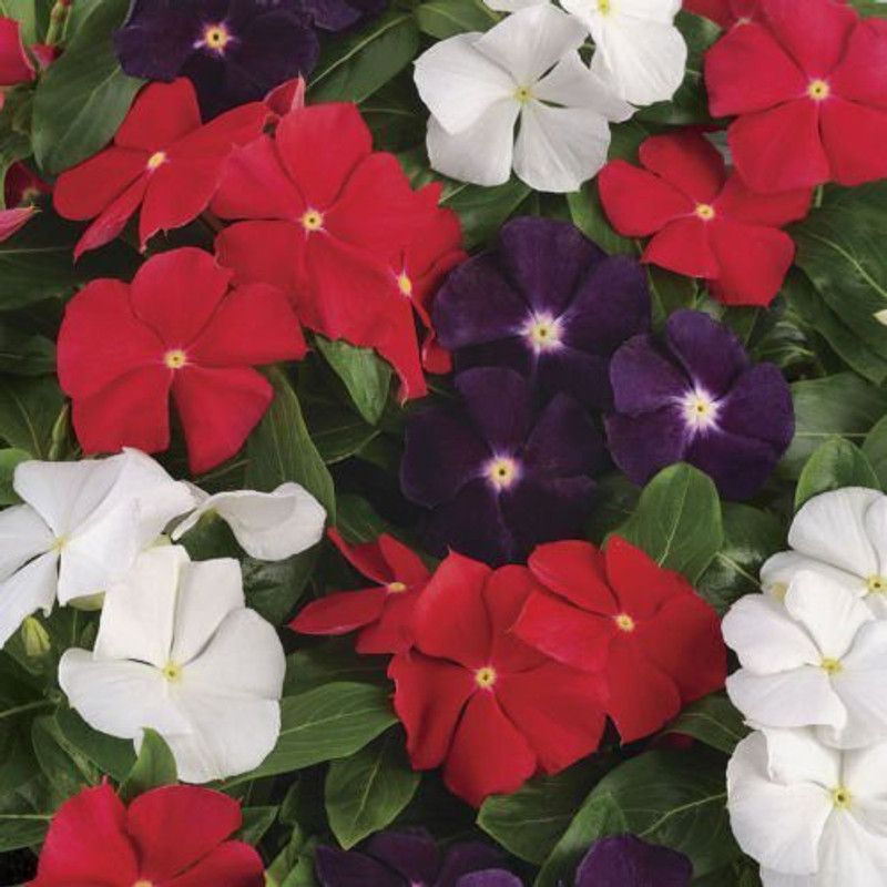 Paudha Vinca Flower Seed  (50 per packet)