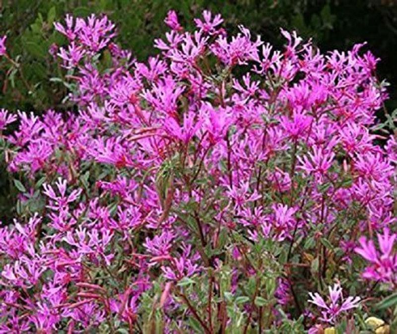CYBEXIS Clarkia seeds ARIANNE pinkfairies Seed  (1 g)