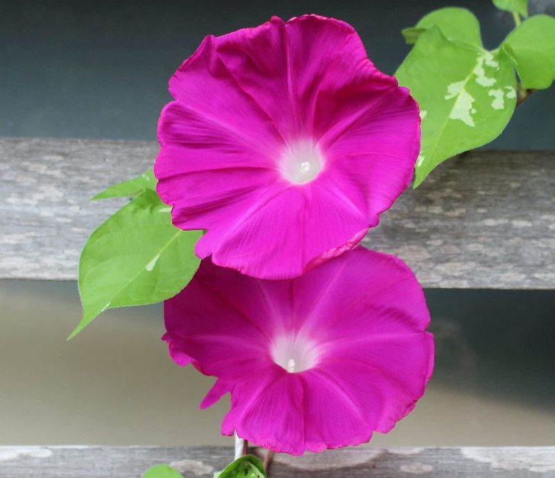 CYBEXIS Morning Glory Seed Flower Seeds Seed  (50 per packet)