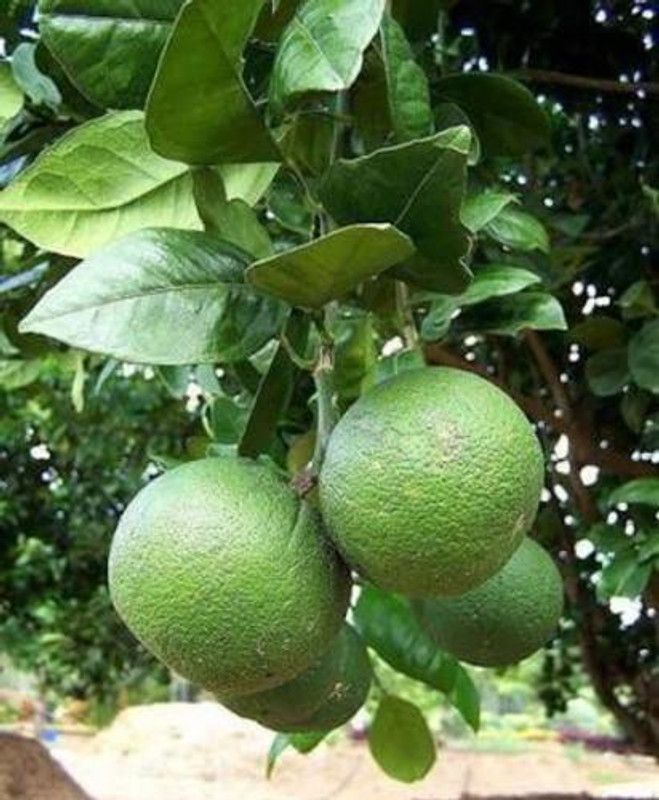 Klone Darjeeling variety Mosambi Citrus Limetta Seeds Seed  (25 per packet)