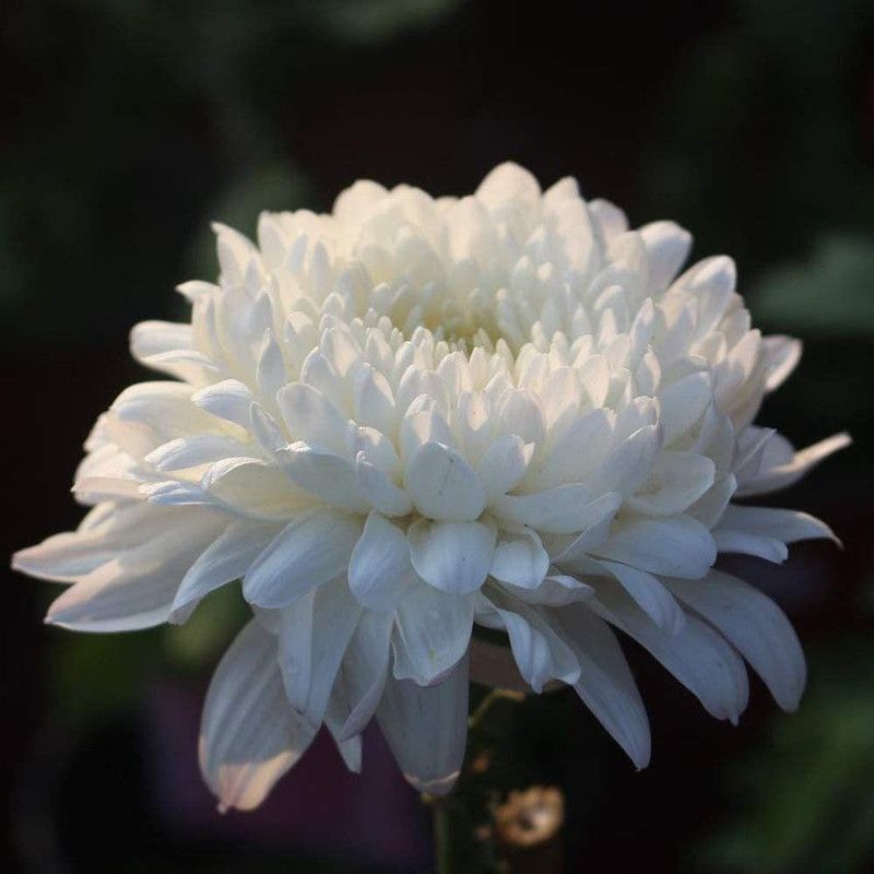 CYBEXIS White Chrysanthemum Growth Miniature Tree Flower Seeds Seed  (1 g)