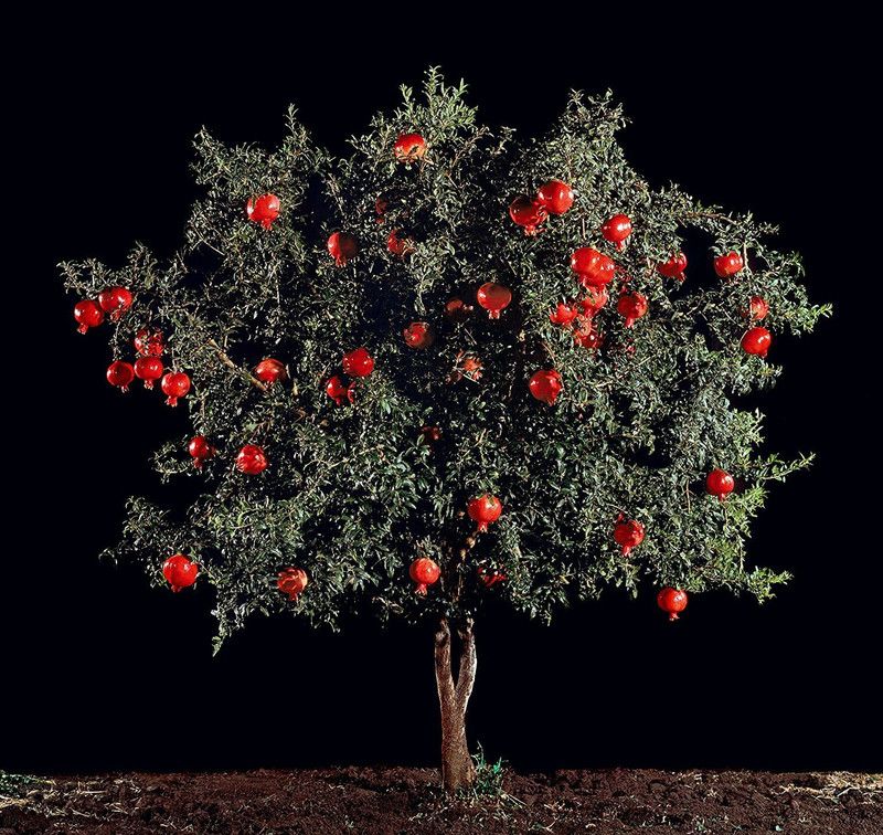 WILLVINE NBIR-3 Fruit Big Pomegranate Seeds Seed  (50 per packet)
