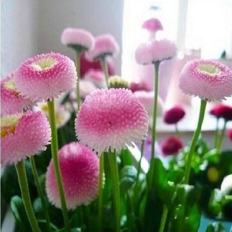 Nema Little Daisy Flower Seeds-Pink-50PCS Seed  (50 per packet)