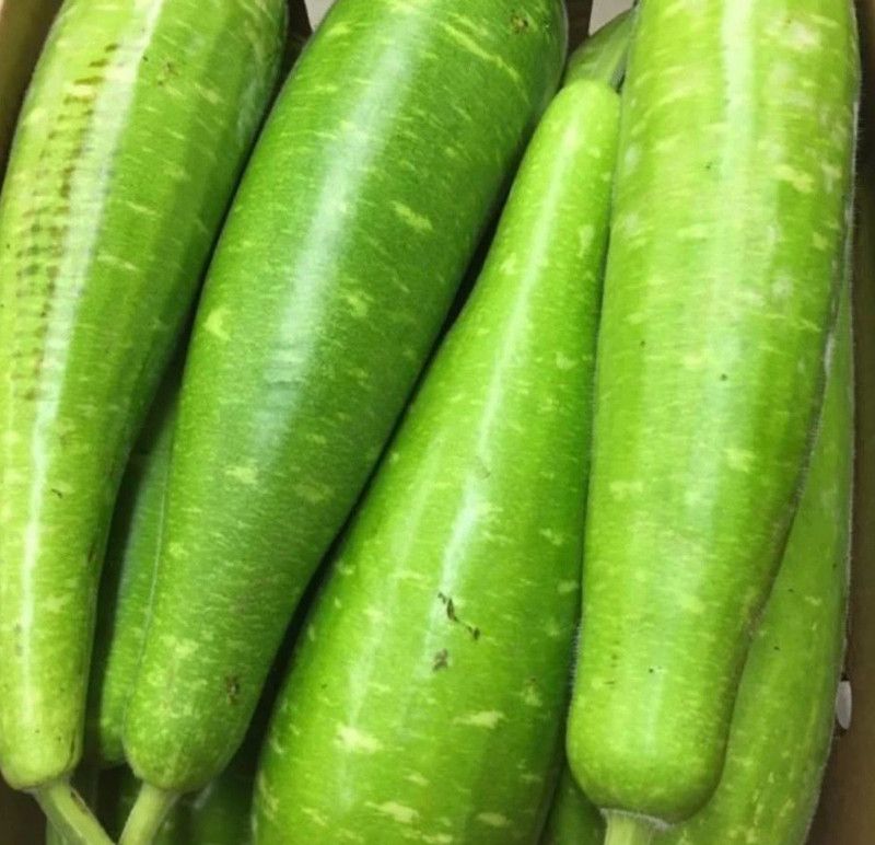 UGRA NAM TAO YAI Bottle Gourd Seeds Seed  (100 per packet)