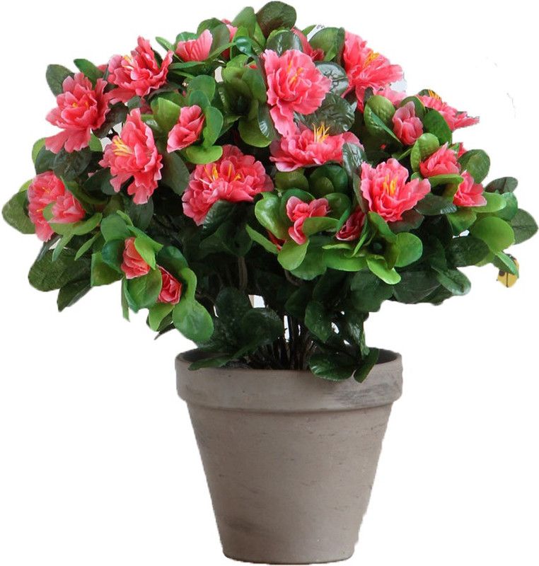 Futaba Azalea Iggy Flower-Coral pink-50Pcs Seed  (50 per packet)