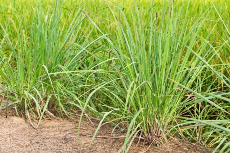 Paudha Lemon Grass Seed  (41 per packet)