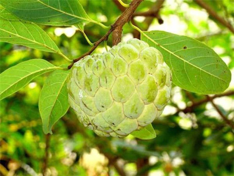 Arlo Custard Apple Seed  (30 per packet)