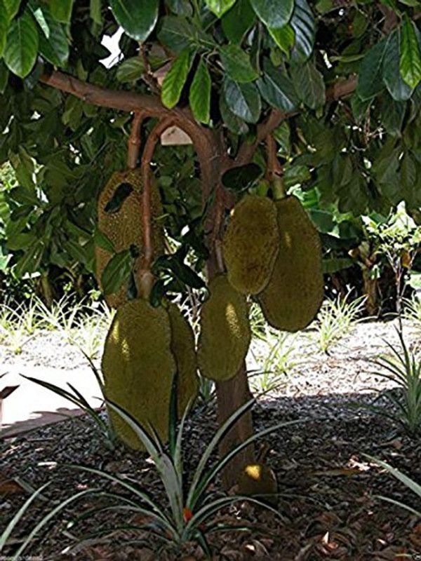 Zomoloco Jackfruit Plant  (Hybrid, Pack of 1)