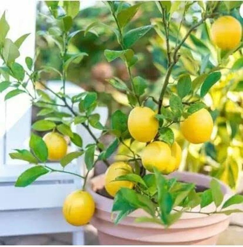 Aywal Nimbu Lemon Seed  (50 per packet)