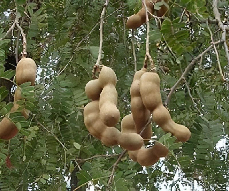 SAVE GREEN Tamarind Plant  (Hybrid, Pack of 1)