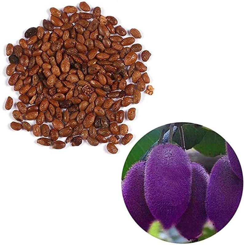WILLVINE Seeds (Kiwifruit/Hardy Kiwi/Purple Heart Kiwis) Seed  (50 per packet)