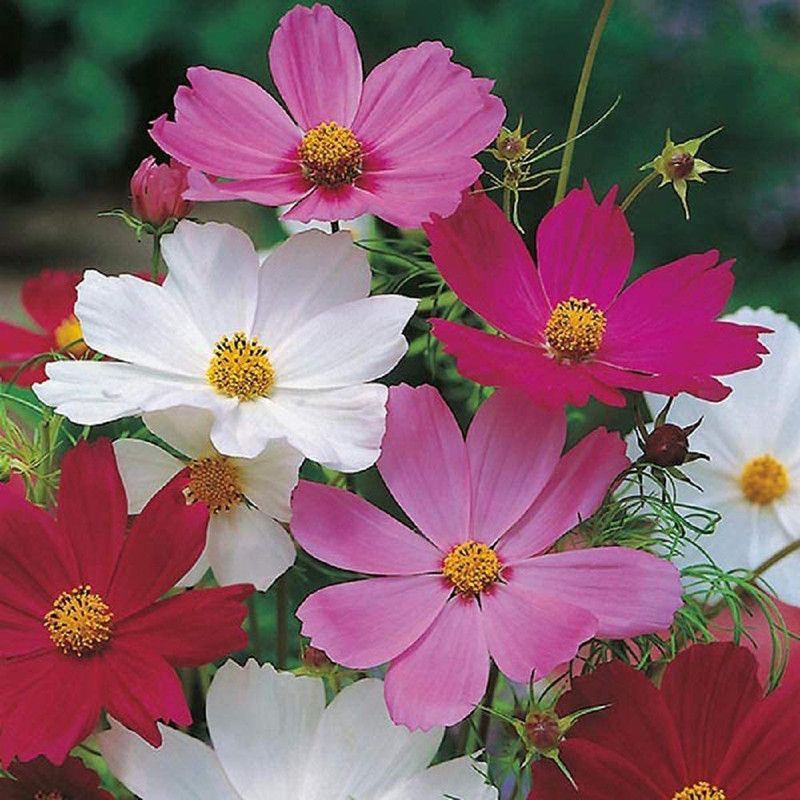 KANAYA Cosmos Flower Seed  (28 per packet)