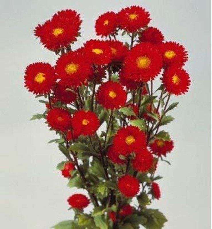 KANAYA Aster Double Mix Flower Seeds F1 Hybrid 100% Germination for Your Home Garden Seed  (22 per packet)