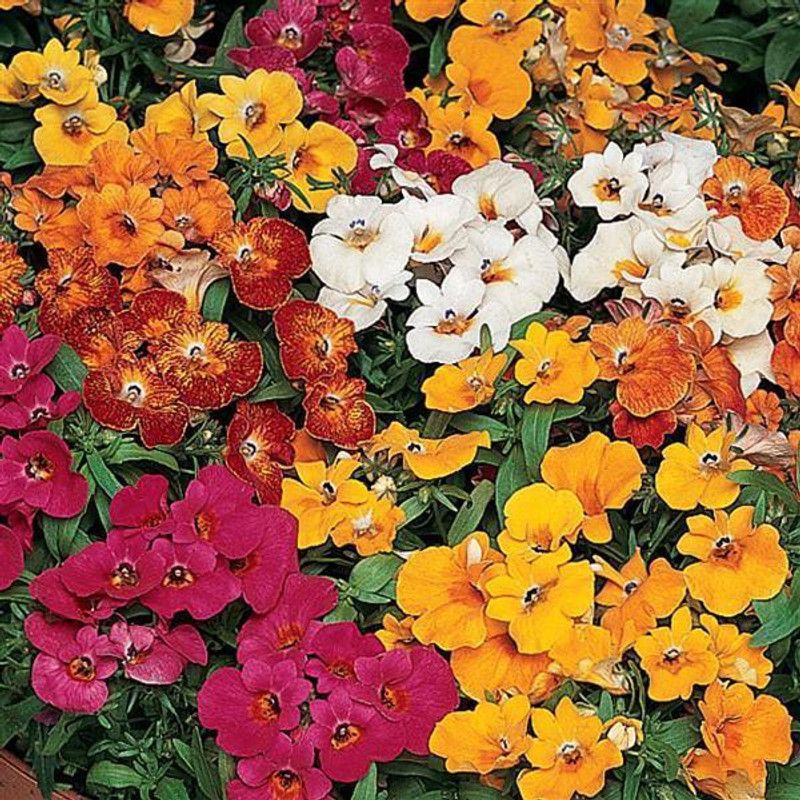 Mozette Memesia Seed  (20 per packet)