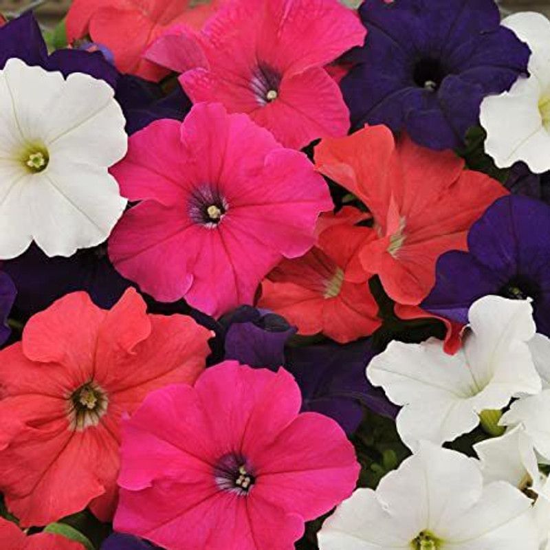 Paudha Petunia Mix flower Seed  (21 per packet)