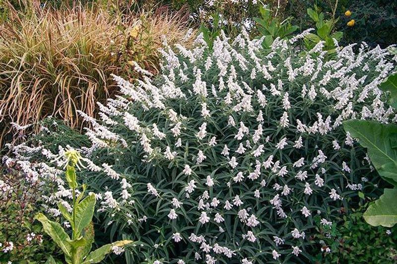 Paudha Salvia White Seed  (32 per packet)