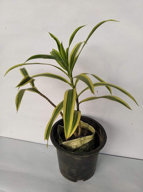 ORETIC Song Of India Plant  (Hybrid, Pack of 1)