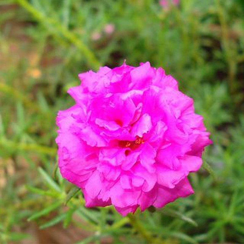 The Entacloo Portulaca Plant  (Pack of 1)
