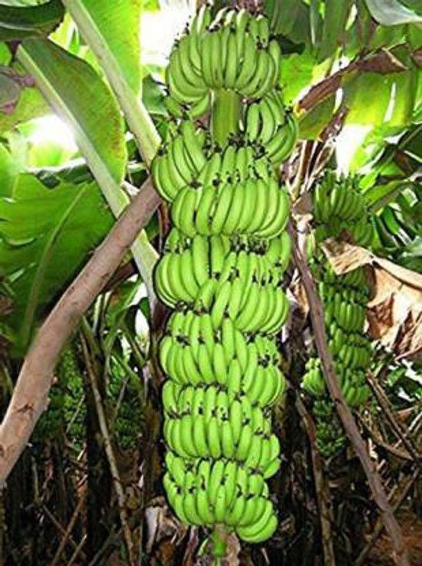 Earth Angels Banana Plant  (Pack of 1)