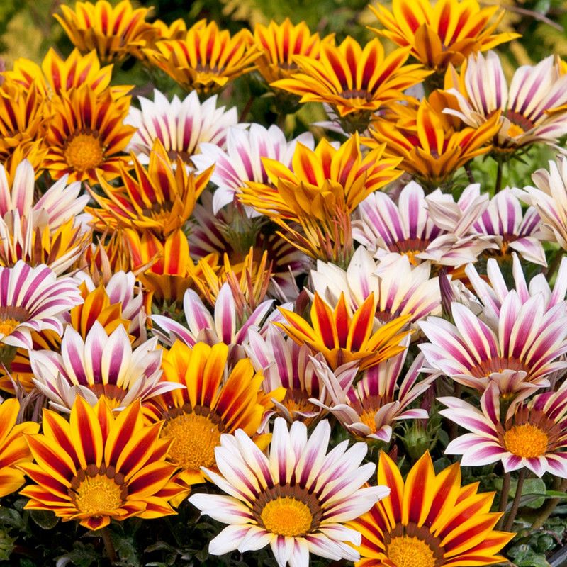 XOLDA Exotic gazania Seed  (27 per packet)