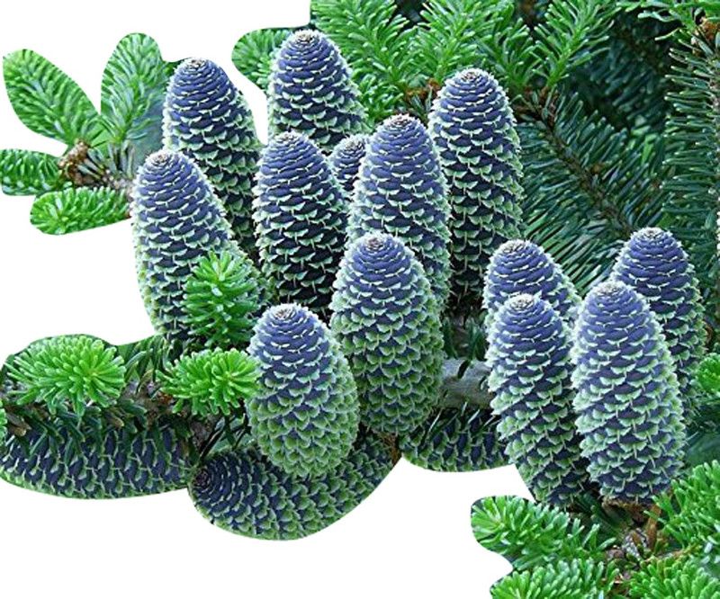 Futaba Japanese Fir - 50 Pcs Seed  (50 per packet)