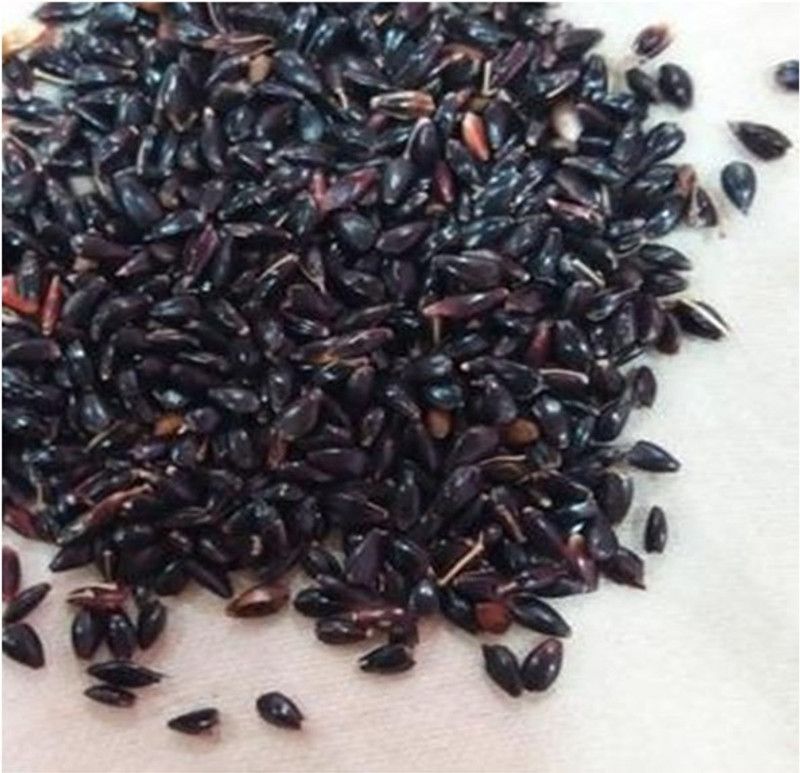MGBN SUPER NAPIER GRASS SEED HIGH YIELD 3 GM (750 SEEDS) AND FREE ORGANIC FERTILIZER WITH NATURAL GROWTH PROMOTORS (50 GM) Seed  (750 per packet)
