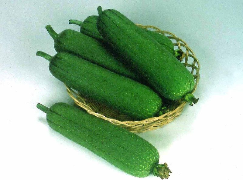 UGRA Sponge Gourd: CYLINDER Seed  (80 per packet)