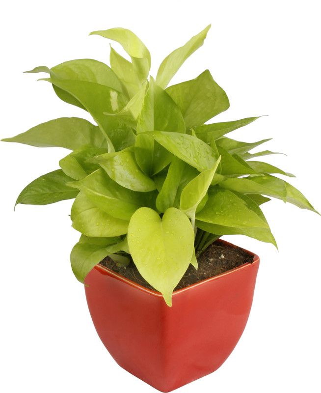 Exotic Green Money Plant  (Pack of 1)